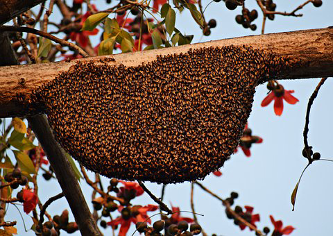 bee disease