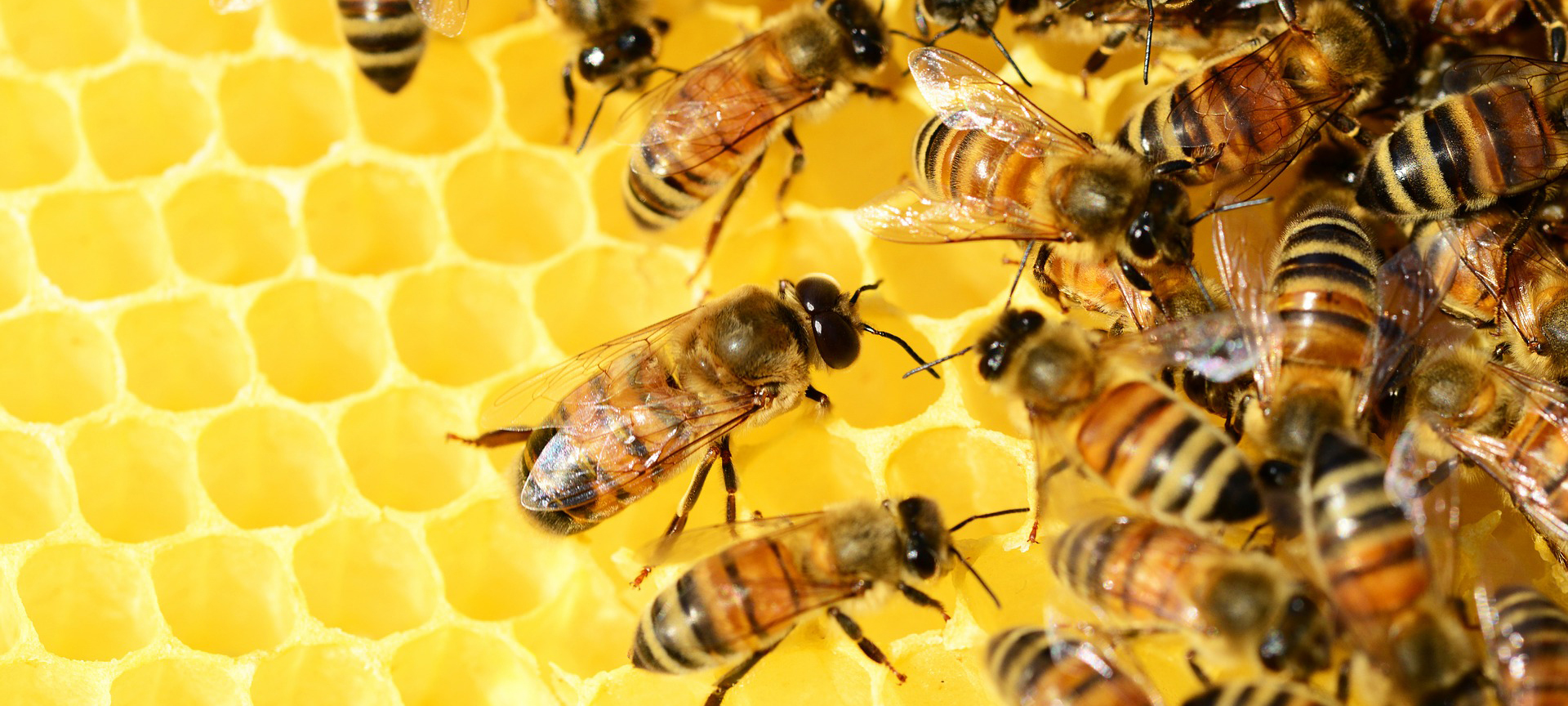 Buy honey - Bee Friendly