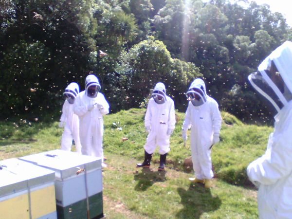 Bee Friendly education